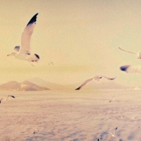Owl City