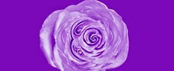 부활 [Purple Wave]
