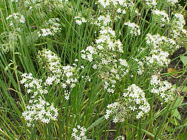 부추 (Chinese Chive)