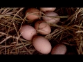웃골 산닭 알을 잘 낳고 있어요