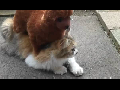 장난감 개에게 마사지 받는 냥이