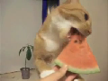 수박먹는 냥이, 냠냠~
