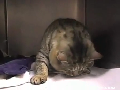 자이언트 고양이, 얼굴이 보름달!
