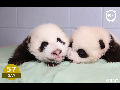 panda 생후 100일 기록