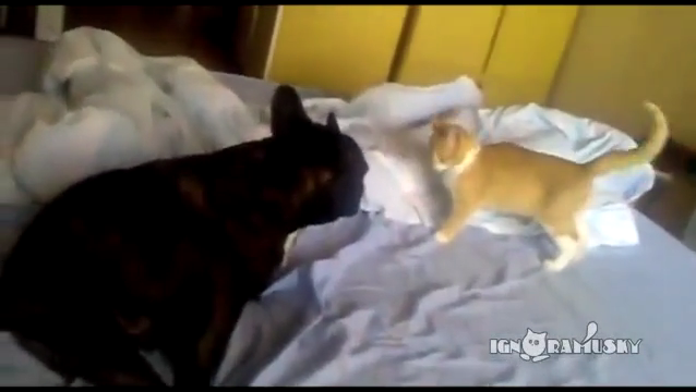 압도적인 고양이 공격