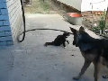 겁 없는 냥이, 다 덤벼~