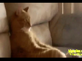 쇼파에 앉아 티비보는 냥이