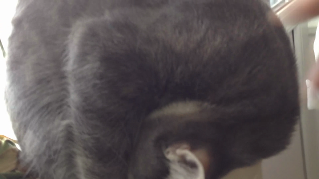 고양이 꽃이 피었습니다