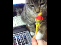 볼펜이 신기한 고냥이~~
