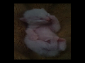 태어난 지 열흘된 냥이