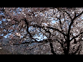 [경남/하동] 쌍계사 십리벚꽃길에서 꽃비를 맞다.