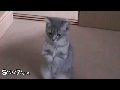 밥 주세요! 밥! 밥 달라구여~