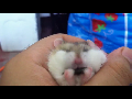 38 �ʽ��ǵ� �عٶ�⾾ ��Ա�