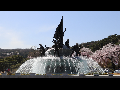 [동영상]  국립서울현충원 '수양벚꽃과 봄꽃'  풍경  1   (20190408)