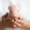 세계 최초, 미 57세 남성에게 돼지 심장을 이식