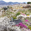 전남 대표 봄꽃 축제 광양매화 축제에서 꽃구경, 광양 가볼만한곳