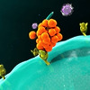 알레르기 및 면역 질환의 치료에 도움되는 단백질 발견