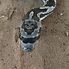 선글라스 착용한 뱀 발견?