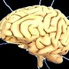뇌에 전기자극을 보내 "알츠하이머"의 진행을 늦출 수있을 가능성 발견