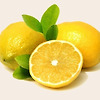 연구로 밝혀진 레몬의 정체