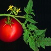 토마토의 방어 반응을 무력화하는 해충의 비밀