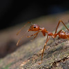 개미는 특정 나무와 공생하며 그 나무를 지키고 치유까지 하는것으로 판명