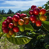 2050년까지 커피 재배에 대한 지구의 적성은 격감
