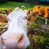 세계 최초 "젖소 조류독감 감염사례"가 미국에서 보고, 살균 전 우유샘플에서도 양성 반응