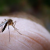 말라리아 모기는 인간의 발냄새를 좋아한다