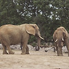코끼리가 "암"에 걸리기 어려운 이유는?