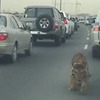 카타르 부자의 애완동물 포스