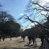 일본 도쿄 4박5일 여행 - 우에노 공원(2)