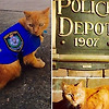 경찰 고양이가 존재? 호주 기마대에서 근무하는 "에드"