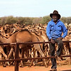 100만 마리 이상의 낙타에 고심하는 호주의 역사