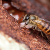 꿀벌은 "동물의 배설물"을 둥지 주위에 발라 말벌로부터 자신을 보호?