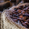 초콜릿의 원료 인 "카카오"가 마야 문명에서는 화폐로 사용?