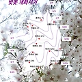 2024 벚꽃 개화시기 예상 지도와 벚꽃 명소 (한국, 일본)