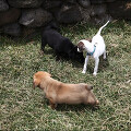하와이 빅아일랜드의 해변에서 만났던 수 많은 강아지들. ;-)