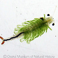 풍년새우 (Branchinella kugenumaensis)