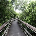 에버글레이즈 국립공원 - 마호가니 해먹과 파하이오키 전망대 [미국 렌터카 여행 #88]