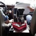 커피포트를 장착한 자동차