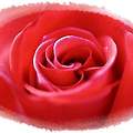 Rose Day