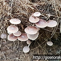 야자수 매트 위에 자리 잡은 버섯