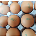 8월 17일 기준 살충제 달걀 농장 31곳 목록