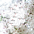 2024 벚꽃 개화시기 벚꽃명소 축제 일정