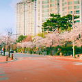 a6700으로 촬영한 동네 벚꽃 사진 보정 전후 비교