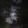 [사진] 나뭇가지 사이로 달과 금성 20230524_205930