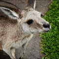 [호주] 호주에는 어떤 동물들이 살고 있을까요?