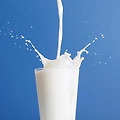 동물실험 결과 하루 우유 세잔 이상 조기사망 위험 2배높다