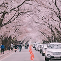 [풍경] 경주 김유신장군묘가는길 벚꽃터널 - 니콘 D810 니코르 85.8g 200500vr